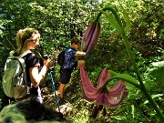 52 Sul sent. 519 Lilium martagon (Gliglio martagone)